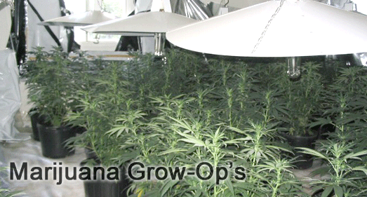 home used for a marijuana grow op
